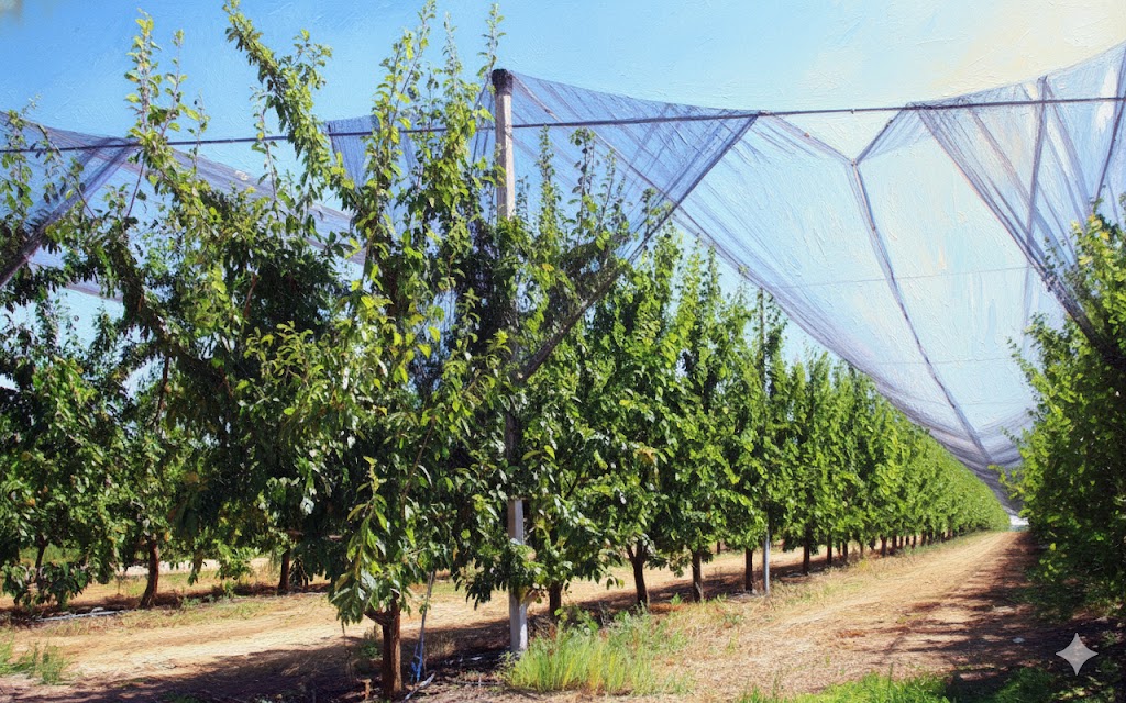 Fruit Orchard Structure